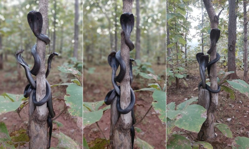Chiêm bao thấy 3 con rắn hổ mang đen quấn vào thân cây