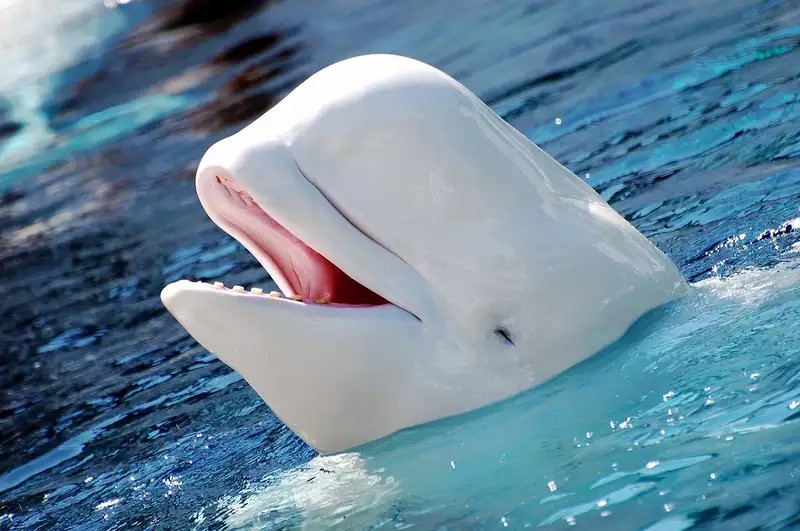 Giấc mơ thấy mình bắt được cá voi trắng