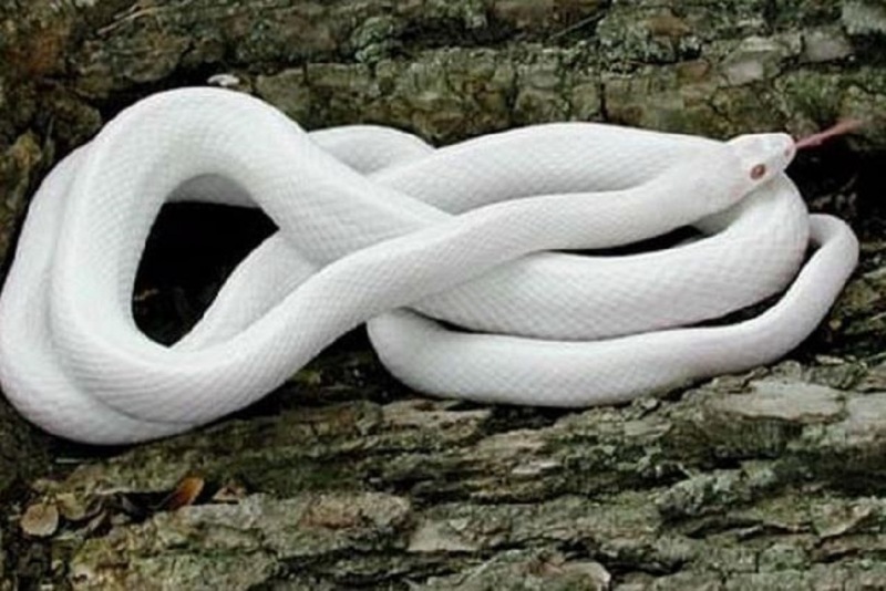 Ý nghĩa của việc ngủ mơ thấy rắn trắng